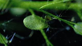 Carnivorous Bladderwort Fastest Plant in the World [upl. by Yelserp945]