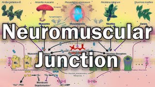 Neuromuscular Junction  Physiology and Pharmacology [upl. by Lleddaw]