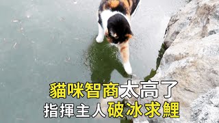 猫咪成精了！在冰下发现一条大鱼，指挥主人如何捞鱼忙的团团转【小奶狗觀影】 [upl. by Lienaj]