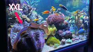 REEF ANIMALS  quotgiant clamsquot at home  REEF TANK KEEPING Tridacna derasea reeftank aquarium [upl. by Ennaeed24]