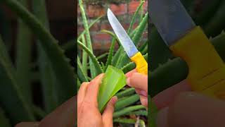 Steps to get aloe vera gel and special uses shorts [upl. by Wil]