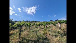 Terreno agricolo di quasi 14 ettari con fabbricati annessi [upl. by An204]