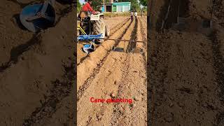 Cane planting farminglifeinanotherworld sugarcane shortvideo [upl. by Fanchet]