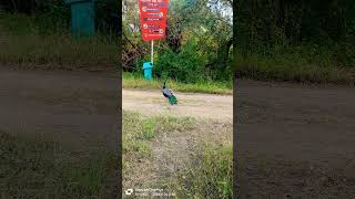 beautiful peacock wildliferelaxation wildsound nature peacockcall birdsounds naturesoundsbird [upl. by Natrav]