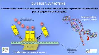 TRILOGIQUE Semaine 3 Vidéo 2 Structure primaire des protéines [upl. by Otit]