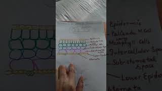 Mechanism of stomatal transpiration [upl. by Stetson]