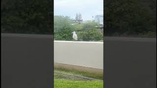 Seagull in the Rooftop Fence  Wildlife shorts [upl. by Valenza]