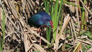 Grayheaded Swamphen foraging [upl. by Gertrudis]