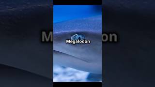 MegalodonThe Oceans Most Powerful Predatorfacts sharks ocean shorts sea [upl. by Aniz]