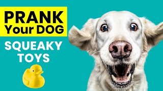 Prank Your DOG  Squeaky Toy Sounds [upl. by Atiuqam]