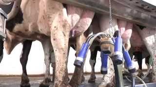 The Complete Milking Routine The 7 Habits of Highly Successful Milking Routines [upl. by De Witt]