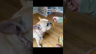 pawfessional taste tester 👅 SpielmanTheFrenchie dogshorts tastetester food fypviral [upl. by Asus]