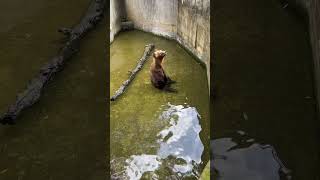 Brown Bear 🐻🐻 at Dehiwala Zoological Garden in Sri Lanka [upl. by Nomelif]