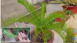 Propagation of Cycas Plant  Sago Palm  How to Propagate Cycas Plant Fun Gardening [upl. by Namso]