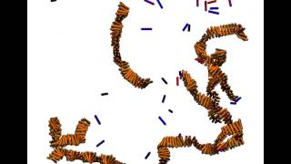 Selfassembly of peptide fibrils [upl. by Eula]