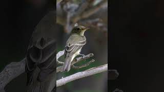 Willow Flycatcher Song Video Bird Songs Nature Sounds [upl. by Pope550]