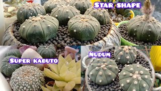 ASTROPHYTUM SUPER KABUTOSTAR SHAPE AND NUDU  ASTRO [upl. by Neidhardt386]