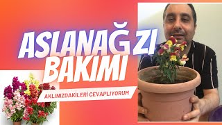 Aslanağzı çiçeği bakımı ve çoğaltma yöntemleri [upl. by Anelet10]