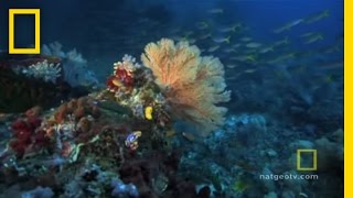 Great Barrier Reef  Exploring Oceans [upl. by Anileh]