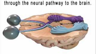 Educational Video on The Vision System  Diopsys [upl. by Lynette]