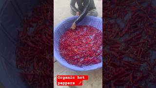 Drying own farm hot peppers🌶️ [upl. by Allehs]