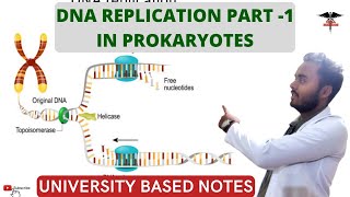 DNA Replication  part 1 In prokaryotes [upl. by Orelee]