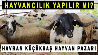 Şehirden köye göç ederek Hayvancılık yapılır mı Balıkesir Havran Hayvan Pazarı [upl. by Kcirrej386]