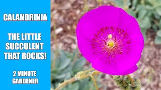 Calandrinia the little succulent that rocks [upl. by Eimme42]