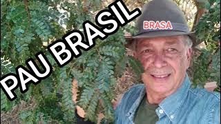 PAU BRASIL UMA BRASA [upl. by Nedry801]