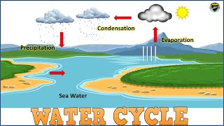 Water Cycle  Water Cycle for Kids  Process of Water Cycle  What is Water Cycle [upl. by Sairtemed541]