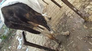 cow treatment done of anaplasma [upl. by Harvison]