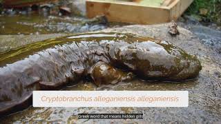 Explore State Amphibian Eastern Hellbender [upl. by Ellary]