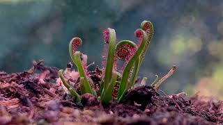 Drosera filiformis ‘Florida Red’ coming out of dormancy [upl. by Elden]