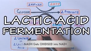 Lactic Acid Fermentation  Detailed [upl. by Fregger154]