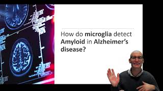 Neuroinflammation in Alzheimers Disease How is Amyloid Detected by Microglia [upl. by Akinak]