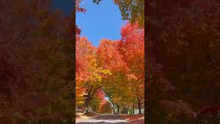 Fall foliage New YorkShorts [upl. by Hiltner]