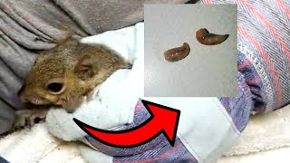 BotFly Removal from Baby Squirrel [upl. by Eldwen179]