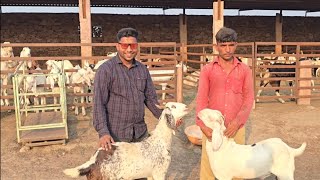 1800 Ki Palaai Me 6 KG Monthly Weight  Me Nahi Costumer Bolte Hain RJ Goat Farm [upl. by Sisxela]