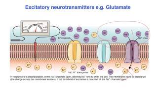 Excitatory vs inhibitory effects of Neurotransmitters  VCE Psychology [upl. by Ytsirk161]