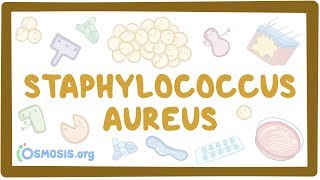 Staphylococcus aureus [upl. by Rainah]