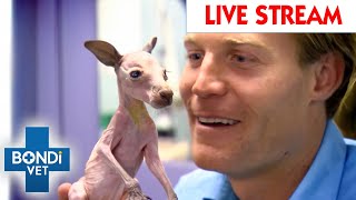 Bondi Vet To The Rescue Watch The Full Season LIVE 🔴 Full Episodes [upl. by Balsam131]