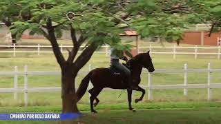 LOTE 17 Glória Meaípe [upl. by Oivalf]