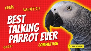 Best Talking Parrot Compilation  Gizmo the Grey Bird [upl. by Neggem]