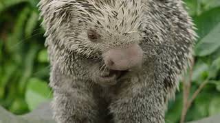 Prehensiletailed Porcupine  San Diego Zoo Wildlife Explorers Basecamp [upl. by Mall]