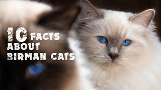 10 facts about Birman Cats [upl. by Ylrahc]