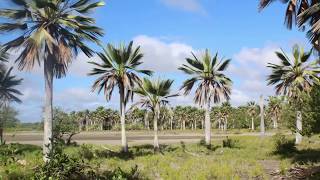 Copernicia gigas habitat in Cuba [upl. by Sutsugua]