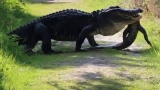 Massive gator eating gator circle b bar reserve [upl. by Rekoob]