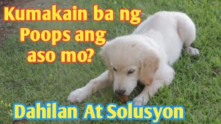 DAHILAN BAKIT KUMAKAIN NG TAE ANG ASO  SOLUSYON SA PAGKAIN NG POOPS  COPROPHAGIA [upl. by Aicemat]