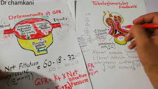 Renal system 79  How high protein intake increases renal blood flow and GFR [upl. by Smoot]