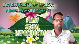 SEXUAL REPRODUCTION IN PLANTS Development of Male amp Female Gametophyte [upl. by Bobbie494]